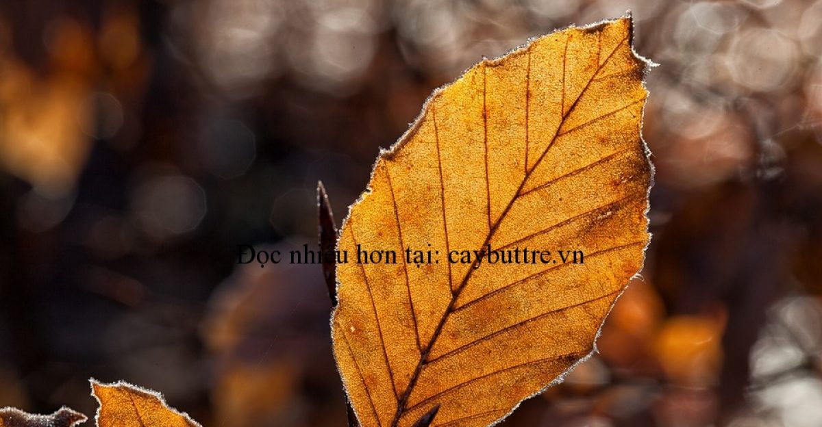 YÊU – thơ Nguyễn Hữu Phú