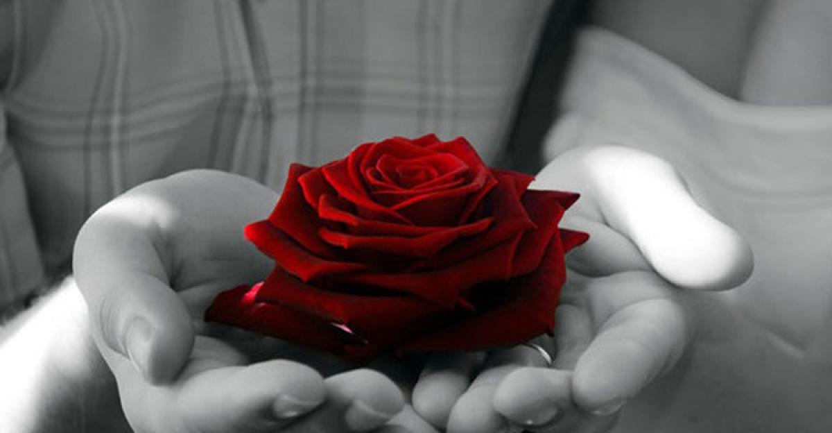 Bông hồng đỏ trên ngực của con – Giọng đọc Hồng Minh