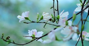 còn đó sắc hoa ban