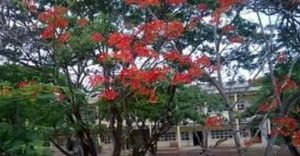 Ảnh Hương Tràm