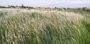Ảnh Cao Lập Đức