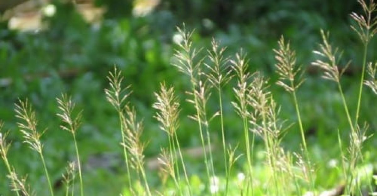 Thì thầm hương cỏ – Thơ Hoàng Chẩm