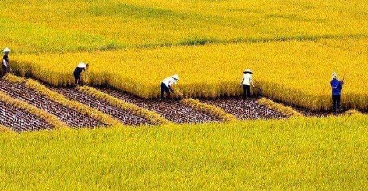 Nhớ mùa gặt lúa đêm – Tản văn Quang Định