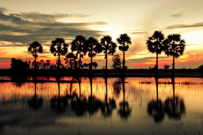Ngọn cỏ triền sông. Ảnh mạng